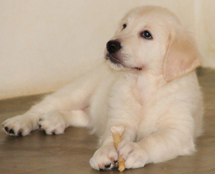 DogsIndia.com - Golden Retriever - Happy Minds - Abhijit