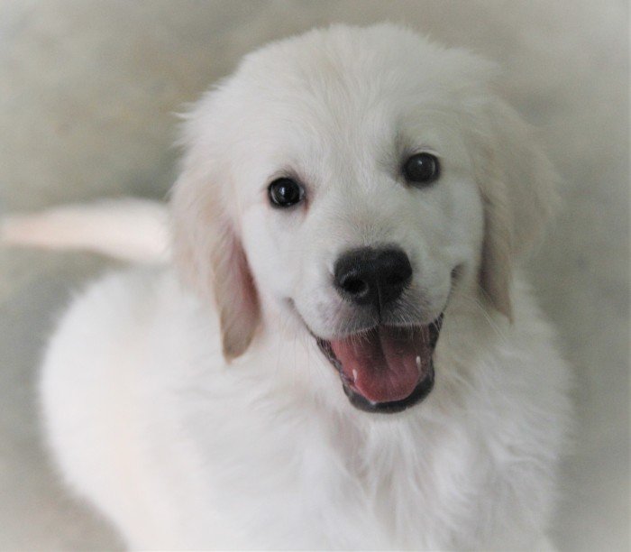 DogsIndia.com - Golden Retriever - Happy Minds - Abhijit