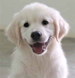 DogsIndia.com - Golden Retriever - Happy Minds - Abhijit