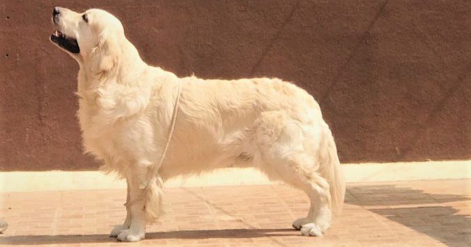 DogsIndia.com - Golden Retriever - Happy Minds - Abhijit