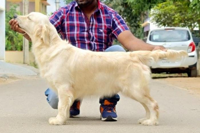 DogsIndia.com - Golden Retriever - Jayachandra