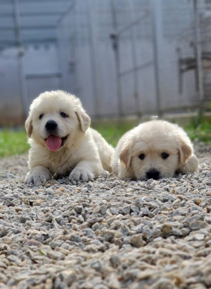 DogsIndia.com - Golden Retriever - Jayachandra