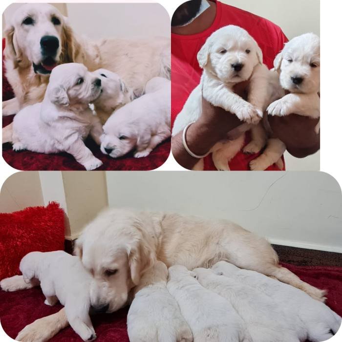 DogsIndia.com - Golden Retriever - Jayachandra