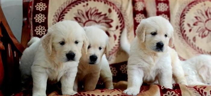 DogsIndia.com - Golden Retriever - Jayachandra