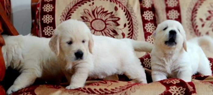DogsIndia.com - Golden Retriever - Jayachandra