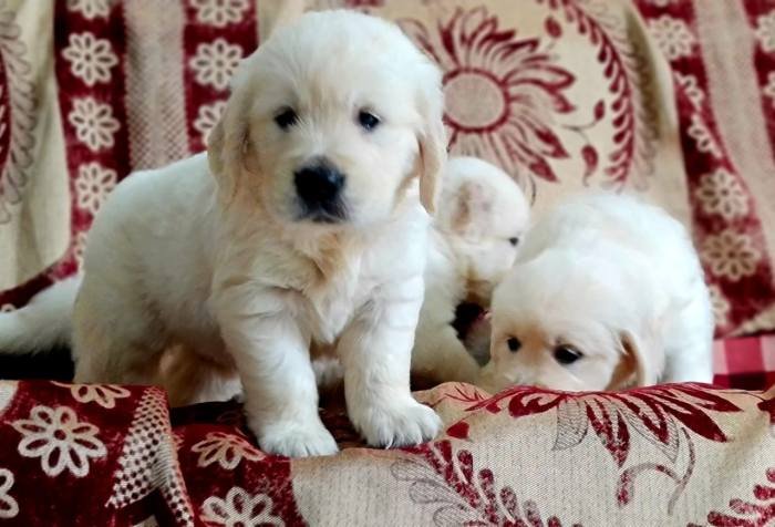 DogsIndia.com - Golden Retriever - Jayachandra