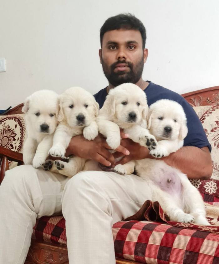 DogsIndia.com - Golden Retriever - Jayachandra