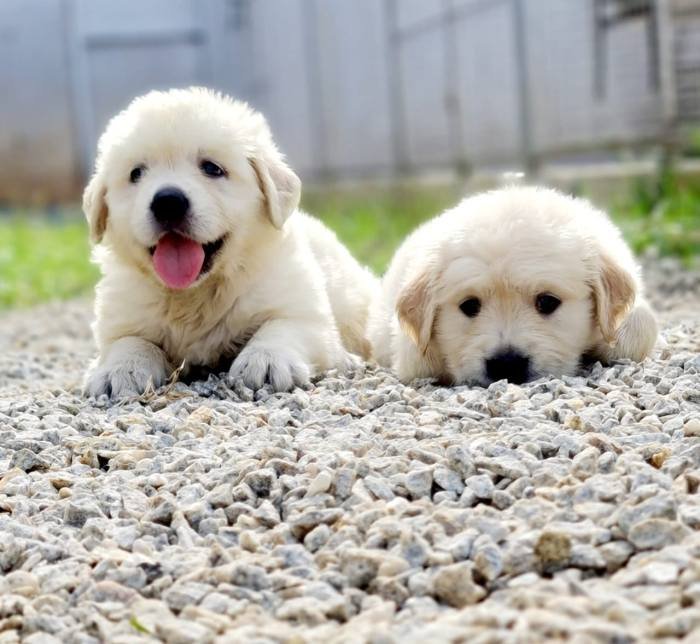DogsIndia.com - Golden Retriever - Jayachandra