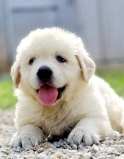 DogsIndia.com - Golden Retriever - Jayachandra