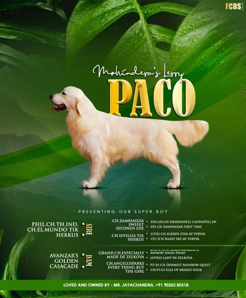 DogsIndia.com - Golden Retriever - Jayachandra