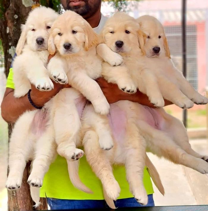 DogsIndia.com - Golden Retriever - Jayachandra