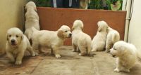 DogsIndia.com - Golden Retriever