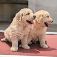 DogsIndia.com - Golden Retriever - Logesh Waran