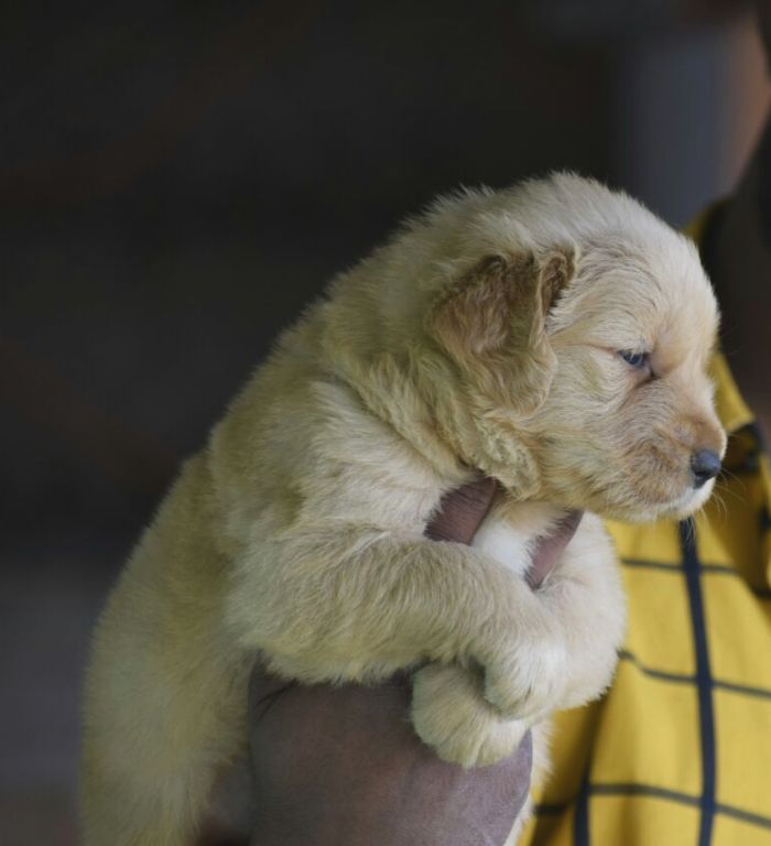 DogsIndia.com - Golden Retriever - Mayaa Kennel - Anish (Theni)