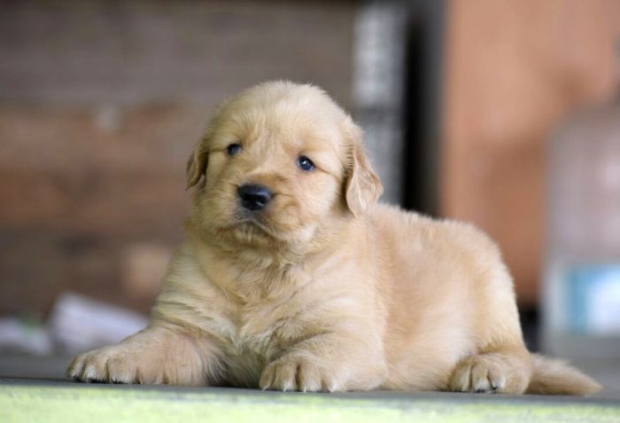 DogsIndia.com - Golden Retriever - Mayaa Kennel - Anish (Theni)