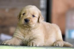 DogsIndia.com - Golden Retriever - Mayaa Kennels