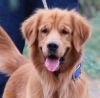 Golden Retriever - Mayaa Kennel - Anish (Theni)