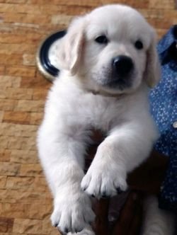 DogsIndia.com - Golden Retriever - Mieux Kennel - Sunil Kumar