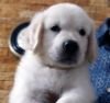 DogsIndia.com - Golden Retriever - Mieux Kennel - Sunil Kumar