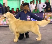 DogsIndia.com - Golden Retriever - Mieux Kennel - Sunil Kumar