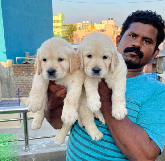 DogsIndia.com - Golden Retriever - Muthu Kumar