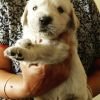 DogsIndia.com - Golden Retriever - Hayesberg Retrievers