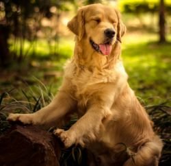 DogsIndia.com - Golden Retriever - Hayesberg Retrievers
