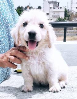 DogsIndia.com - Golden Retriever - Nihal
