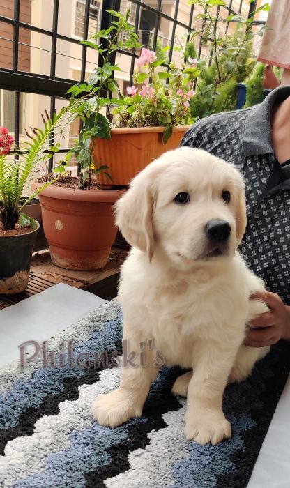 DogsIndia.com -  Golden Retriever - Philanski