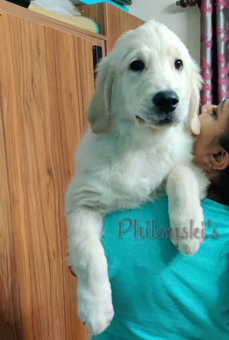 DogsIndia.com -  Golden Retriever - Philanski
