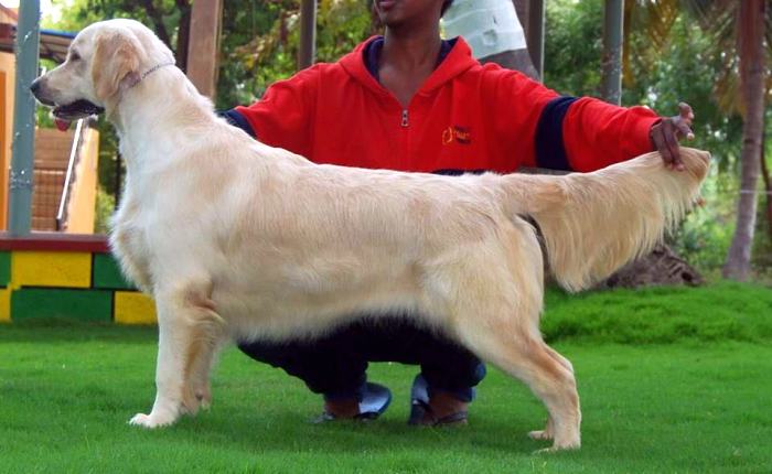 DogsIndia.com - Golden Retriever - Praveen