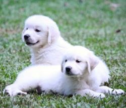DogsIndia.com - Golden Retriever - Praveen