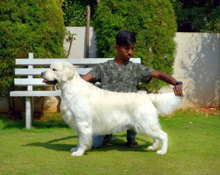 DogsIndia.com - Golden Retriever - Praveen