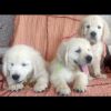 DogsIndia.com - Golden Retriever - Prem Menon - Elixir