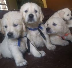 DogsIndia.com - Golden Retriever - Prem - Elixir Kennels