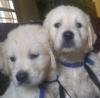 DogsIndia.com - Golden Retriever - Prem - Elixir Kennels