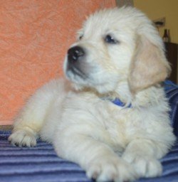 DogsIndia.com - Golden Retriever - Elixir Kennels - Prem Menon