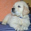 DogsIndia.com - Golden Retriever - Elixir Kennels - Prem Menon