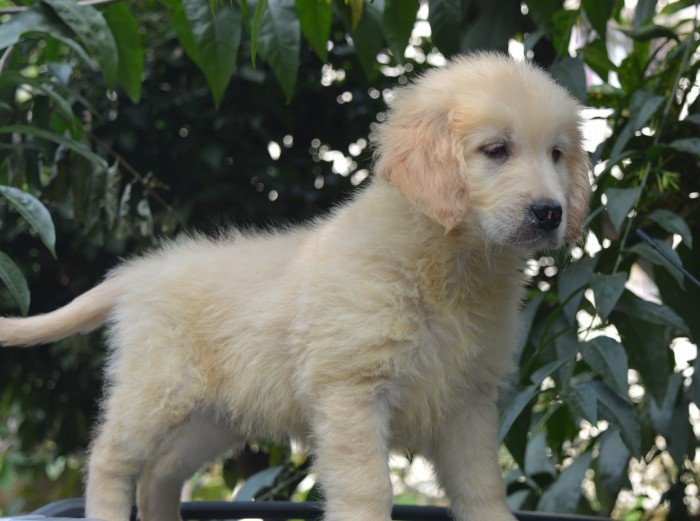 DogsIndia.com - Golden Retriever - Prem Menon - Elixir