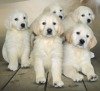 DogsIndia.com - Golden Retriever - Prem Menon - Elixir