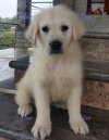DogsIndia.com - Golden Retriever - Prem Menon - Elixir