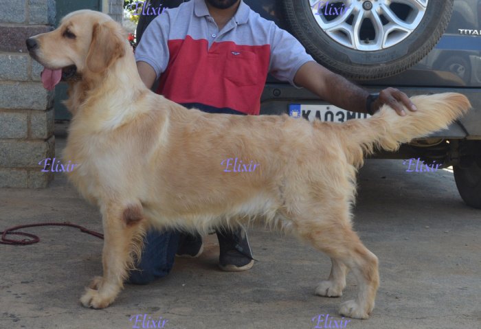 DogsIndia.com - Golden Retriever - Prem Menon - Elixir