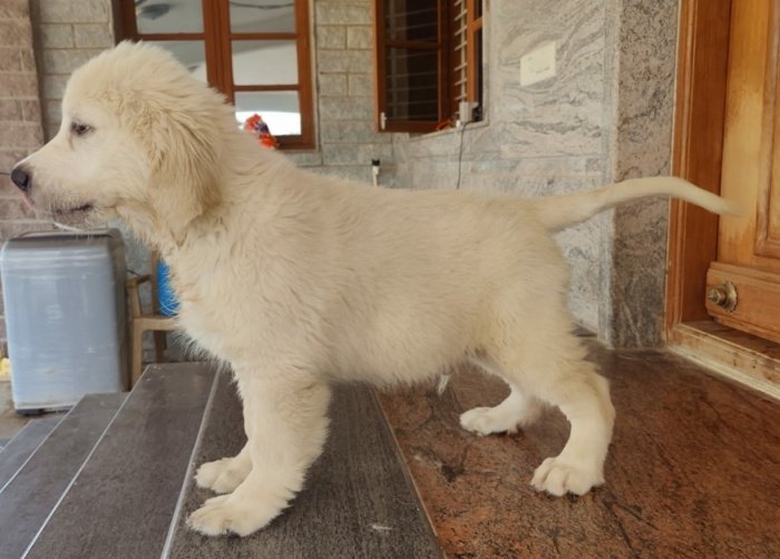 DogsIndia.com - Golden Retriever - Prem Menon - Elixir