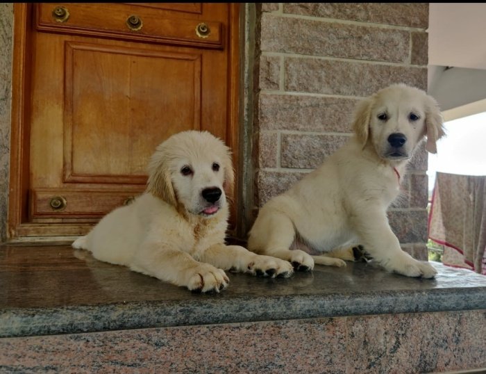 DogsIndia.com - Golden Retriever - Prem Menon - Elixir