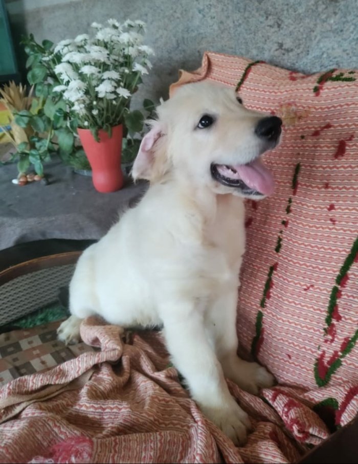 DogsIndia.com - Golden Retriever - Prem Menon - Elixir