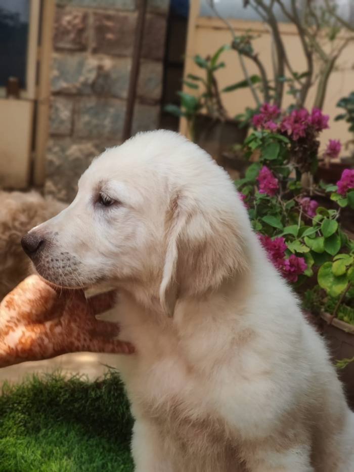 DogsIndia.com - Golden Retriever - Prem Menon - Elixir