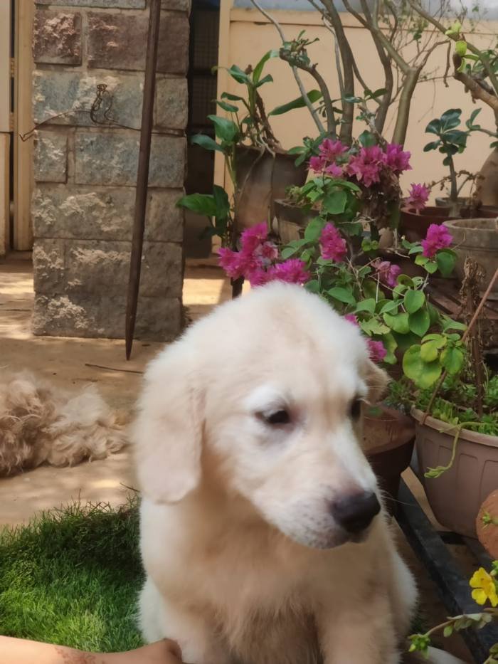 DogsIndia.com - Golden Retriever - Prem Menon - Elixir