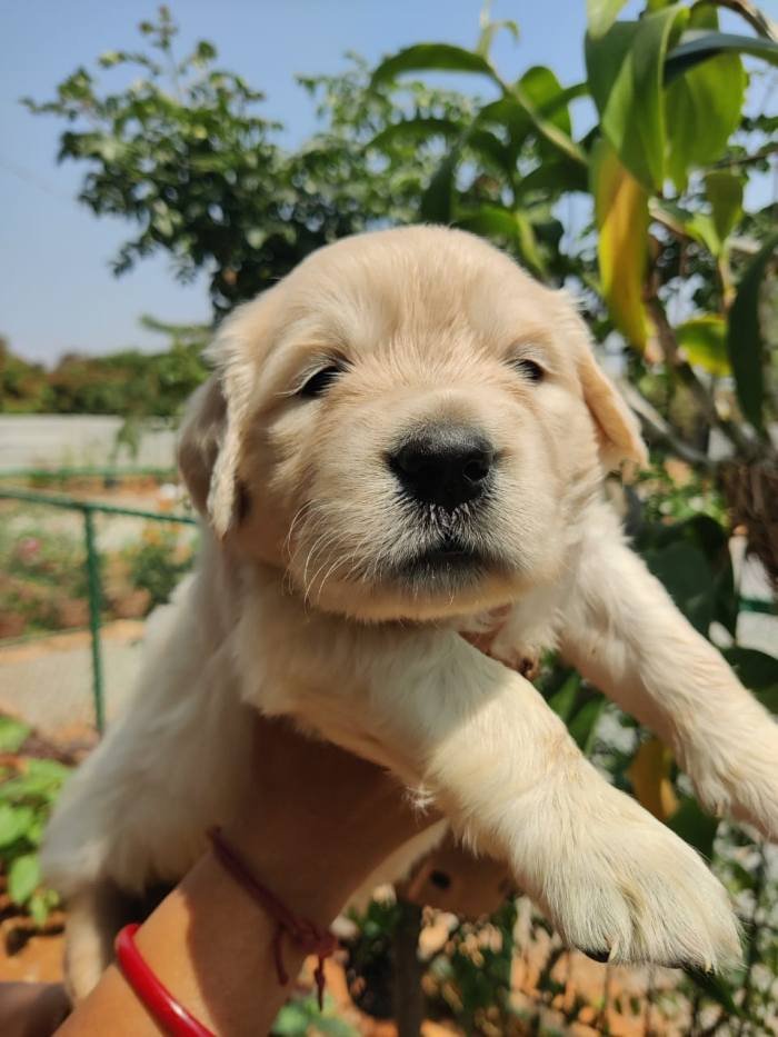 DogsIndia.com - Golden Retriever - Prem Menon - Elixir