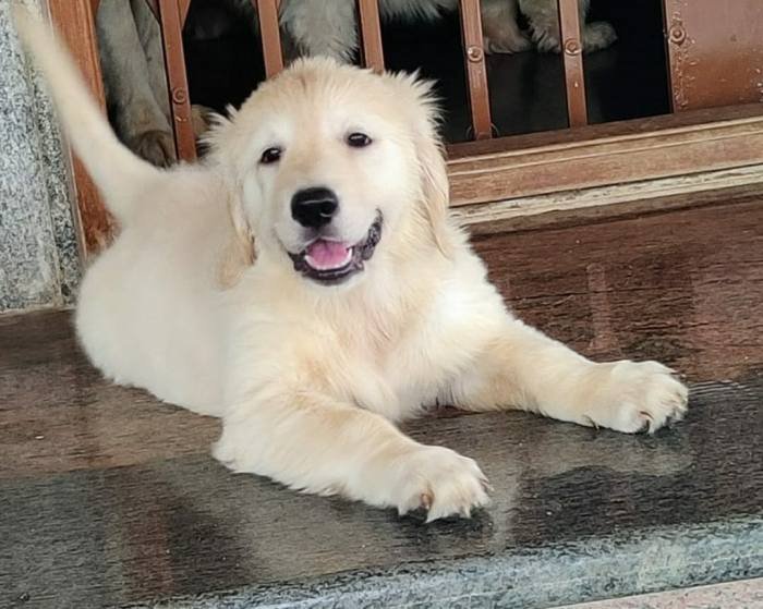 DogsIndia.com - Golden Retriever - Prem Menon - Elixir