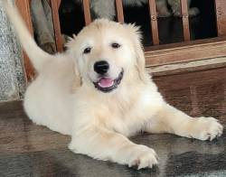 DogsIndia.com - Golden Retriever - Prem Menon - Elixir